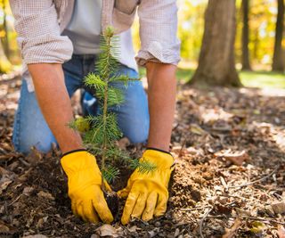 Planting a sapling with leather gardening gloves