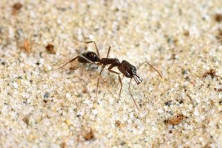 trap-jaw ant