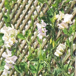 White sweet pea flowers growing on wooden trellis in garden