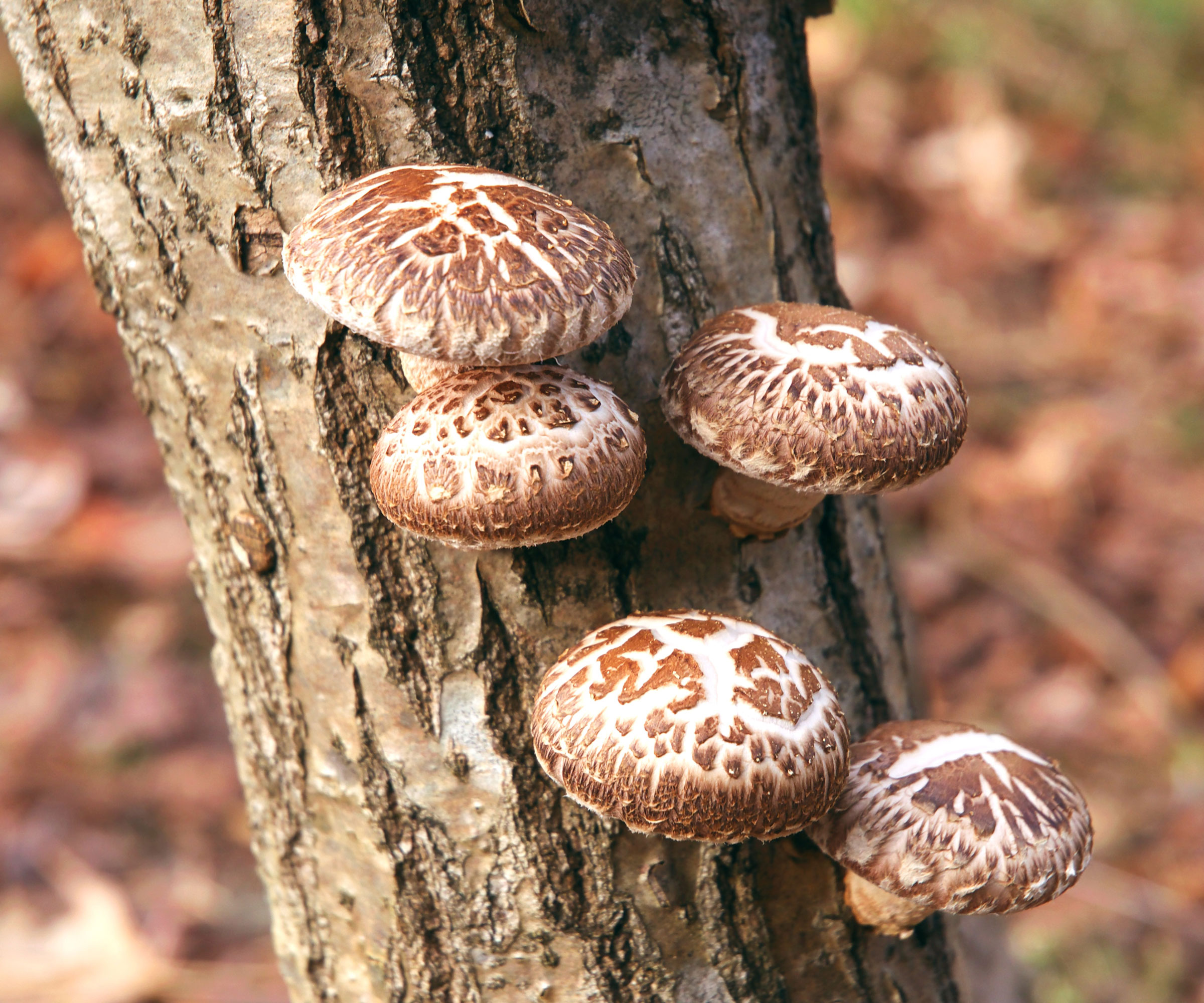 shiitake mushrooms growing on a log