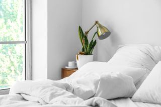 A bedroom with white sheets and a wilting snake plant on the bedside table