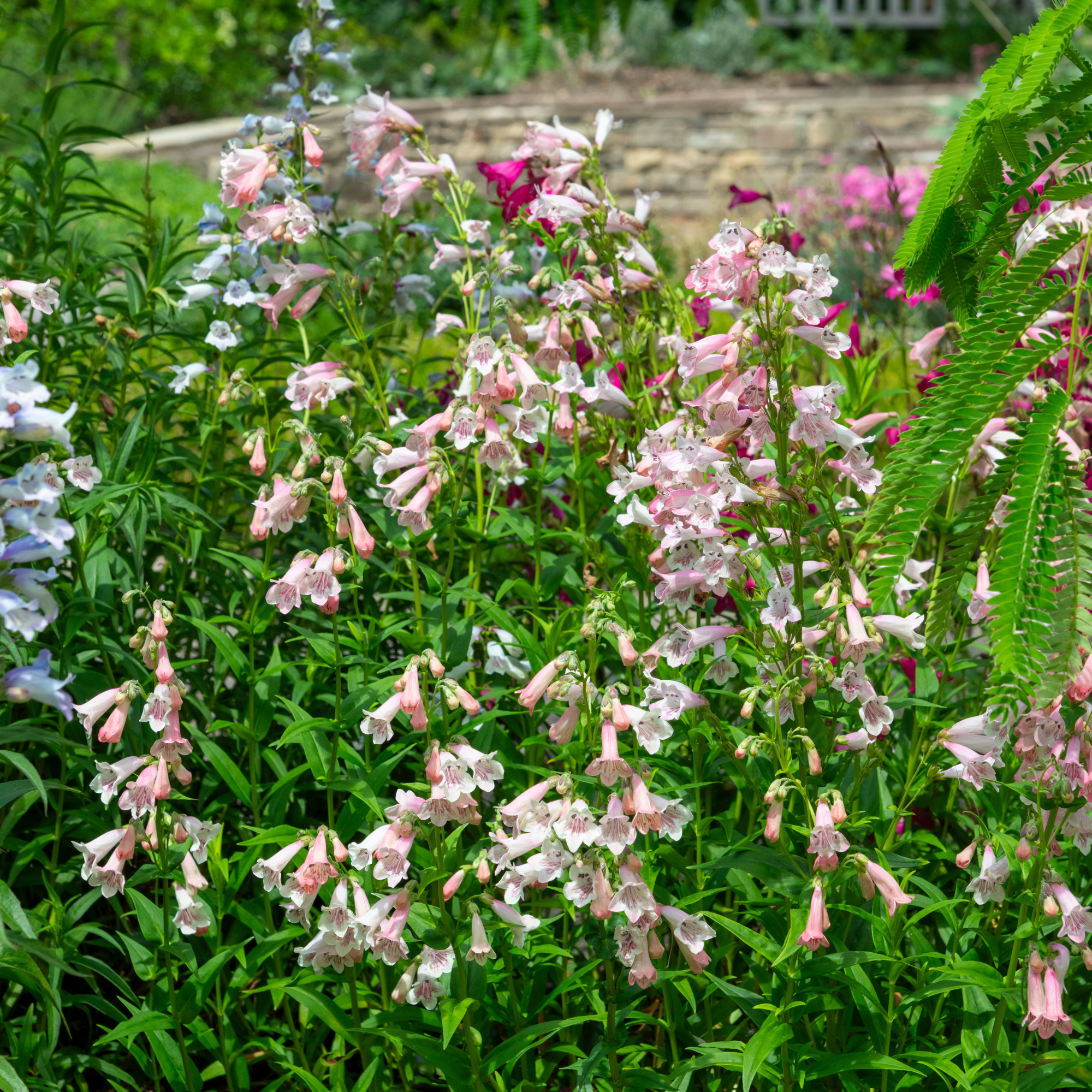 Group of Penstemons flowering in a summer garden.