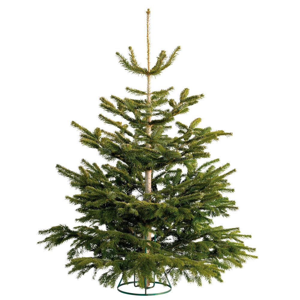 Next week pick up a REAL Lidl Christmas tree from just £17.99! Ideal Home