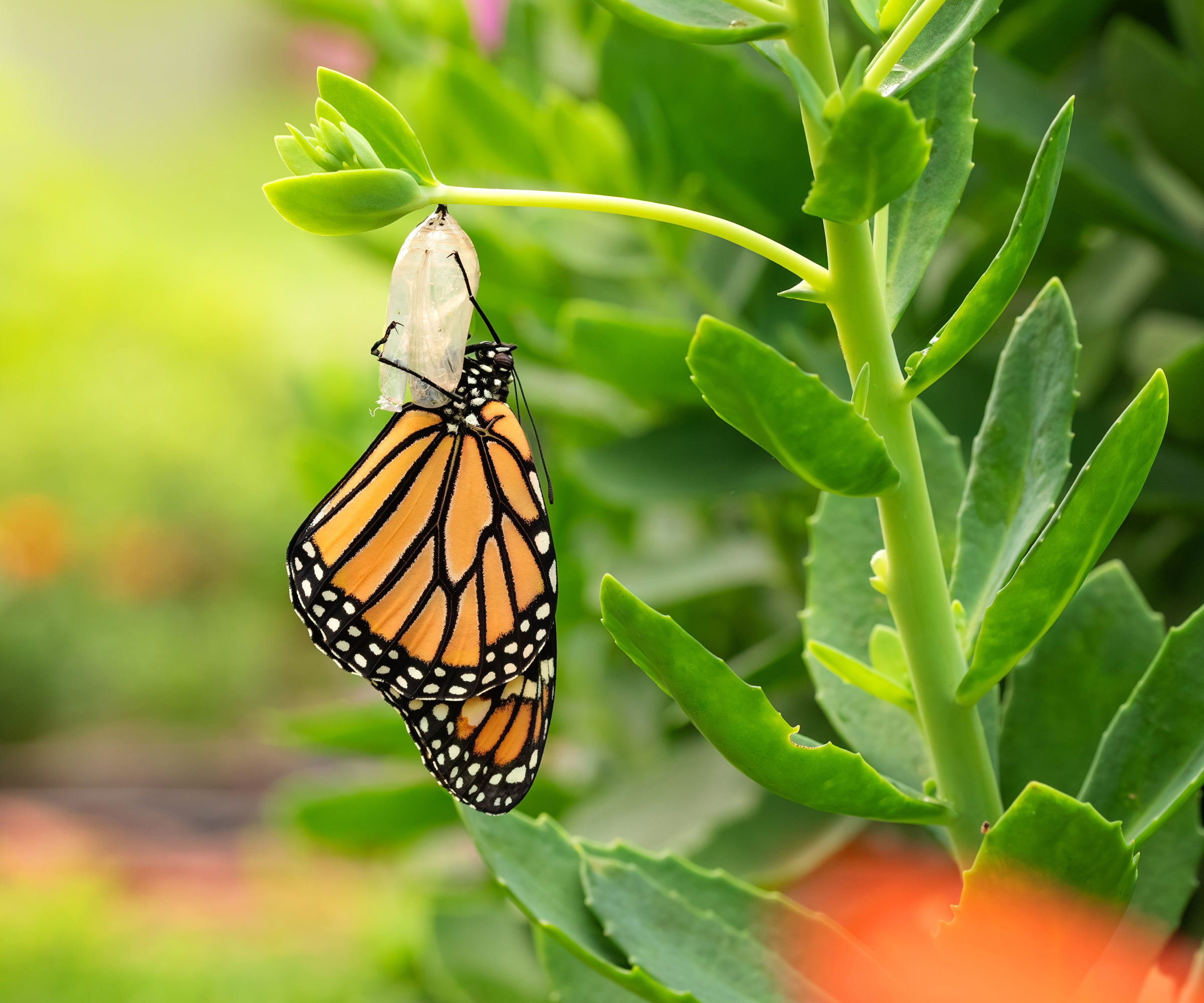 monarch butterfly emerging from chrysalis