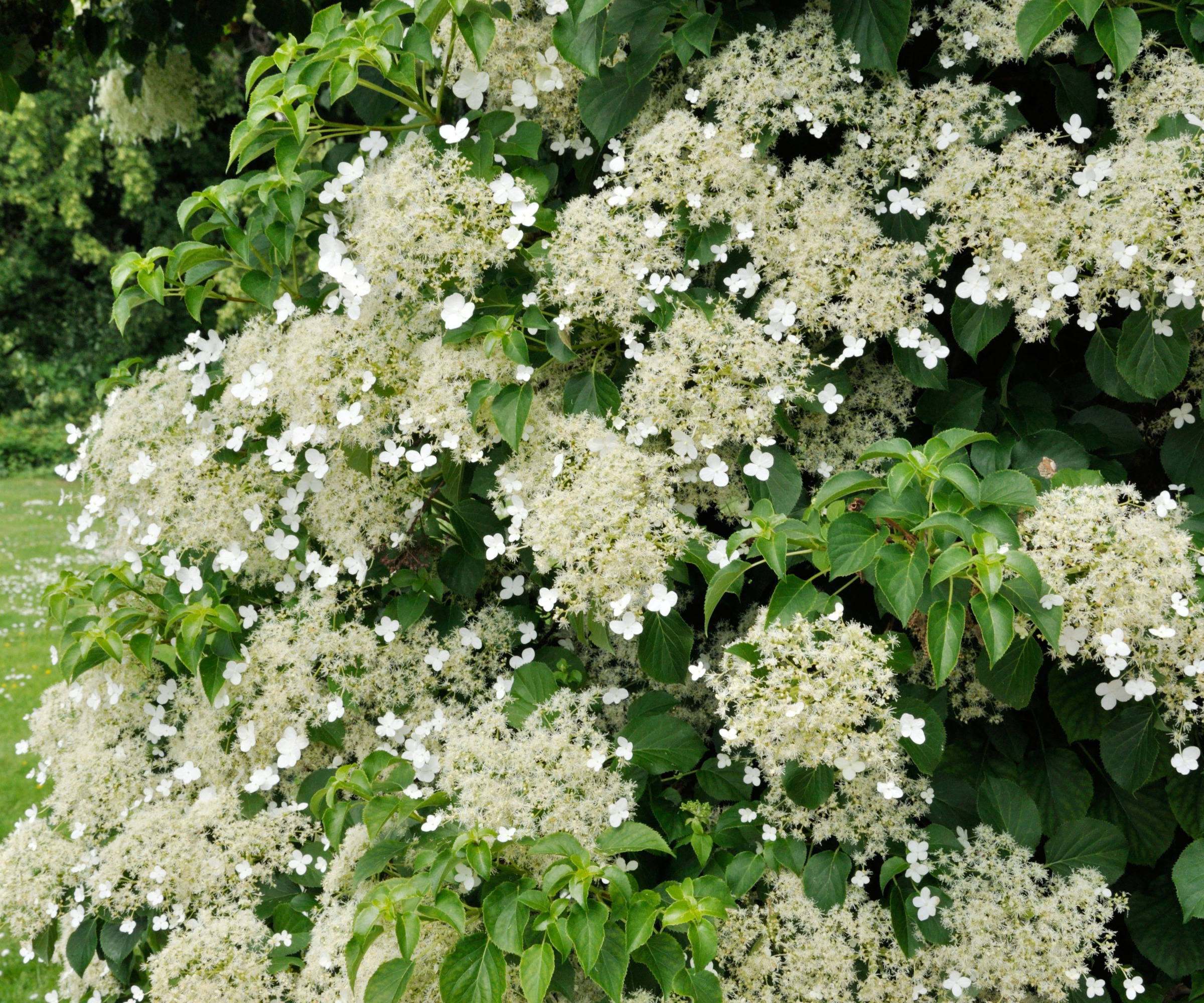 close up of white climbing Hydrangea