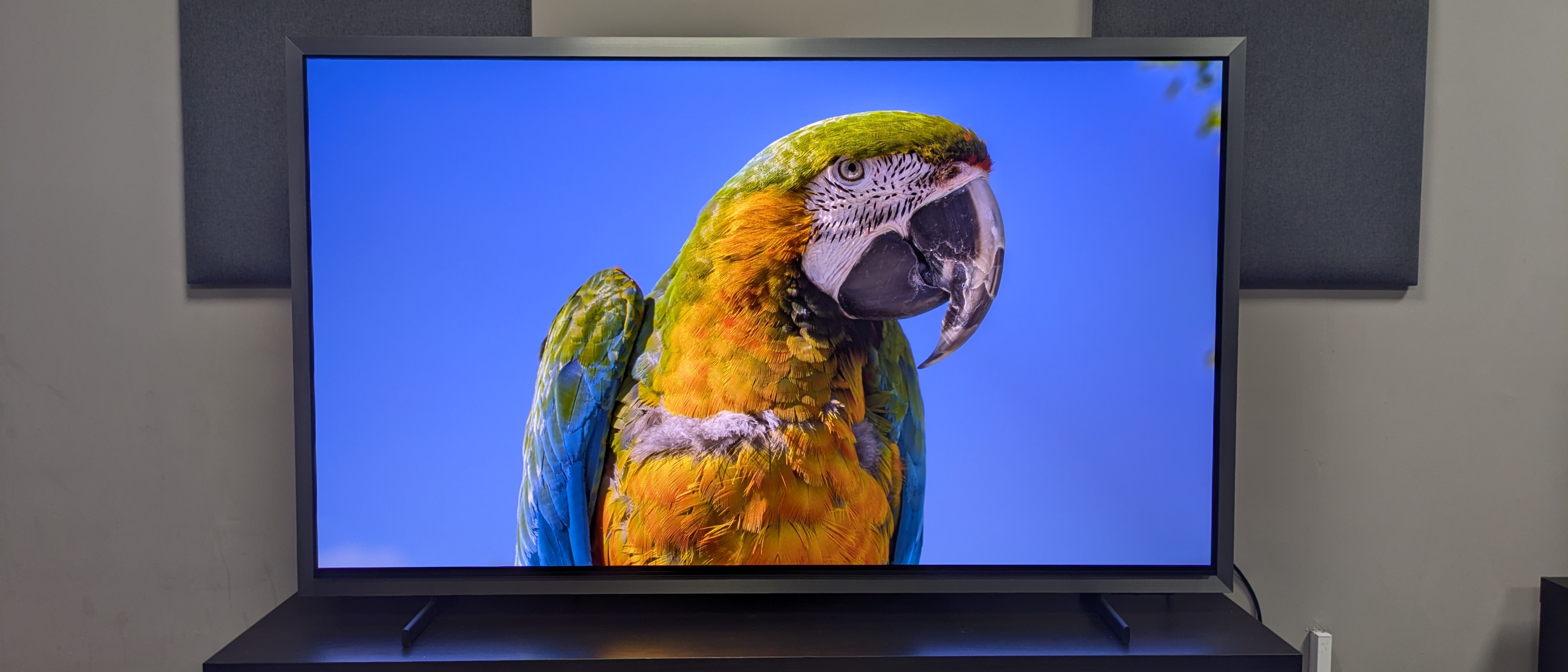 Samsung S99H 21:9 hero image for review showing colorful parrot on screen 