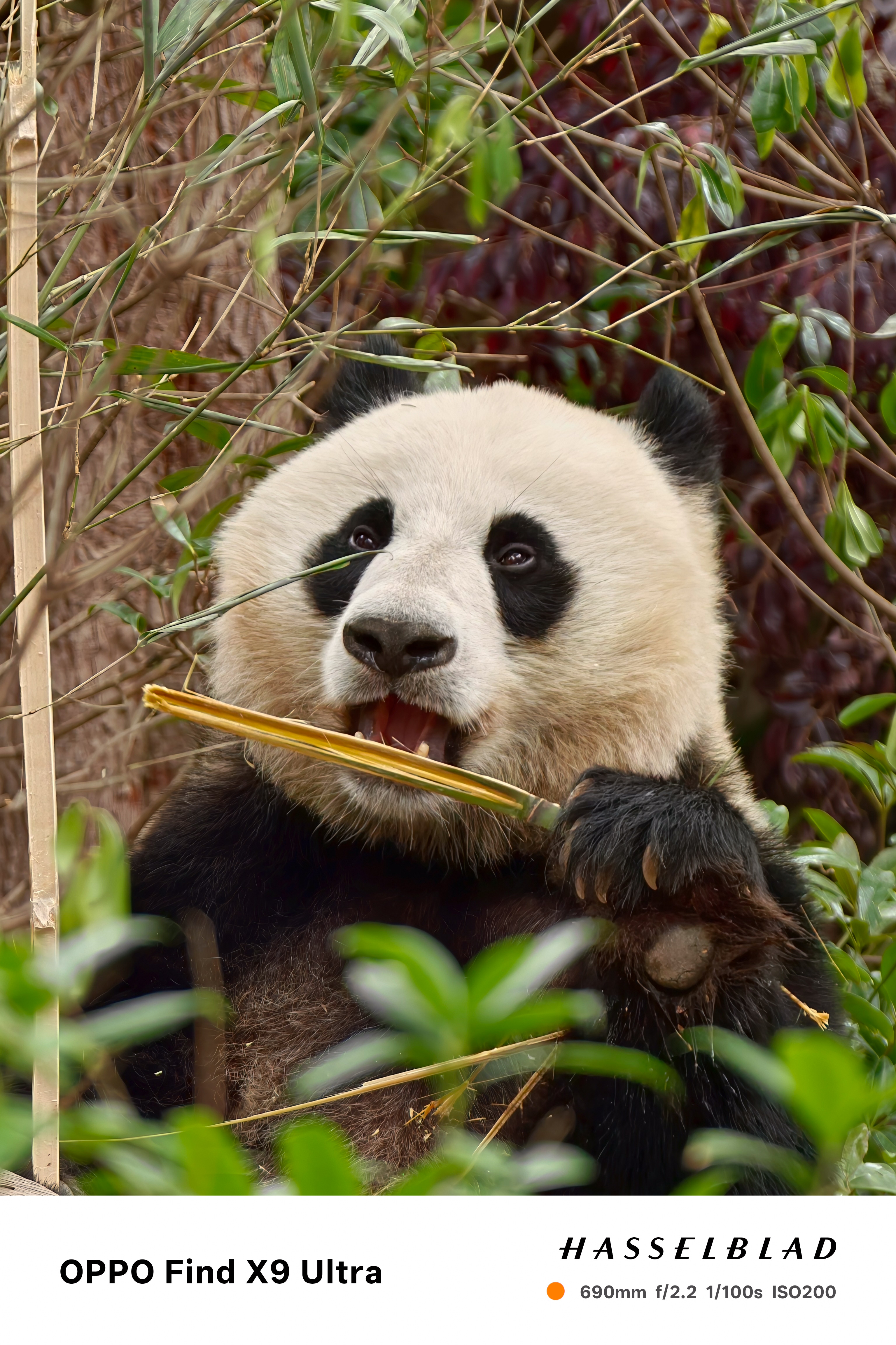 Close-up of a giant panda eating bamboo, framed tightly by branches and foliage