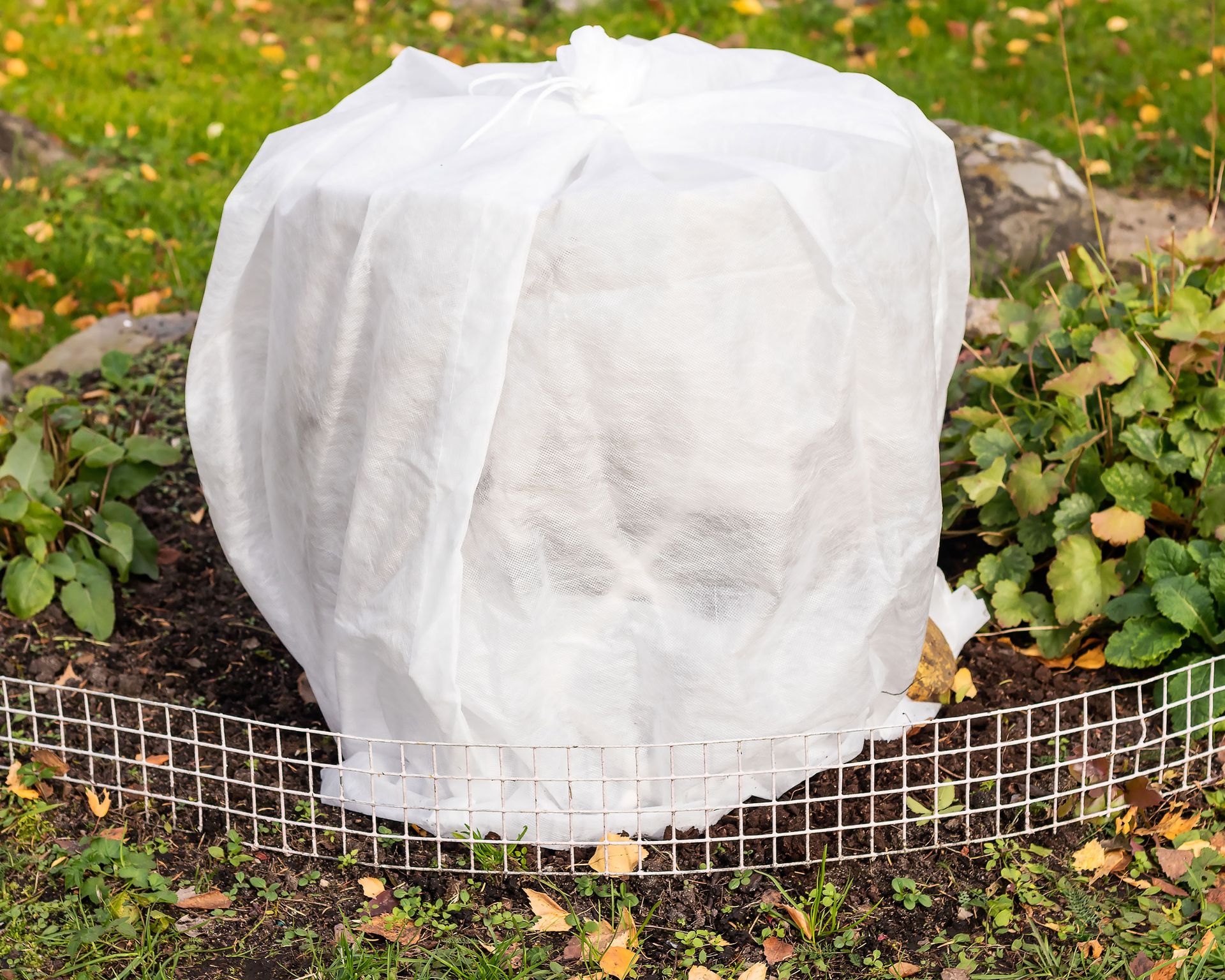 How to protect plants from frost 10 quick and easy methods Homes