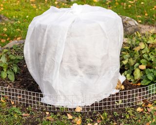 Protecting plants from frost using horticultural fleece