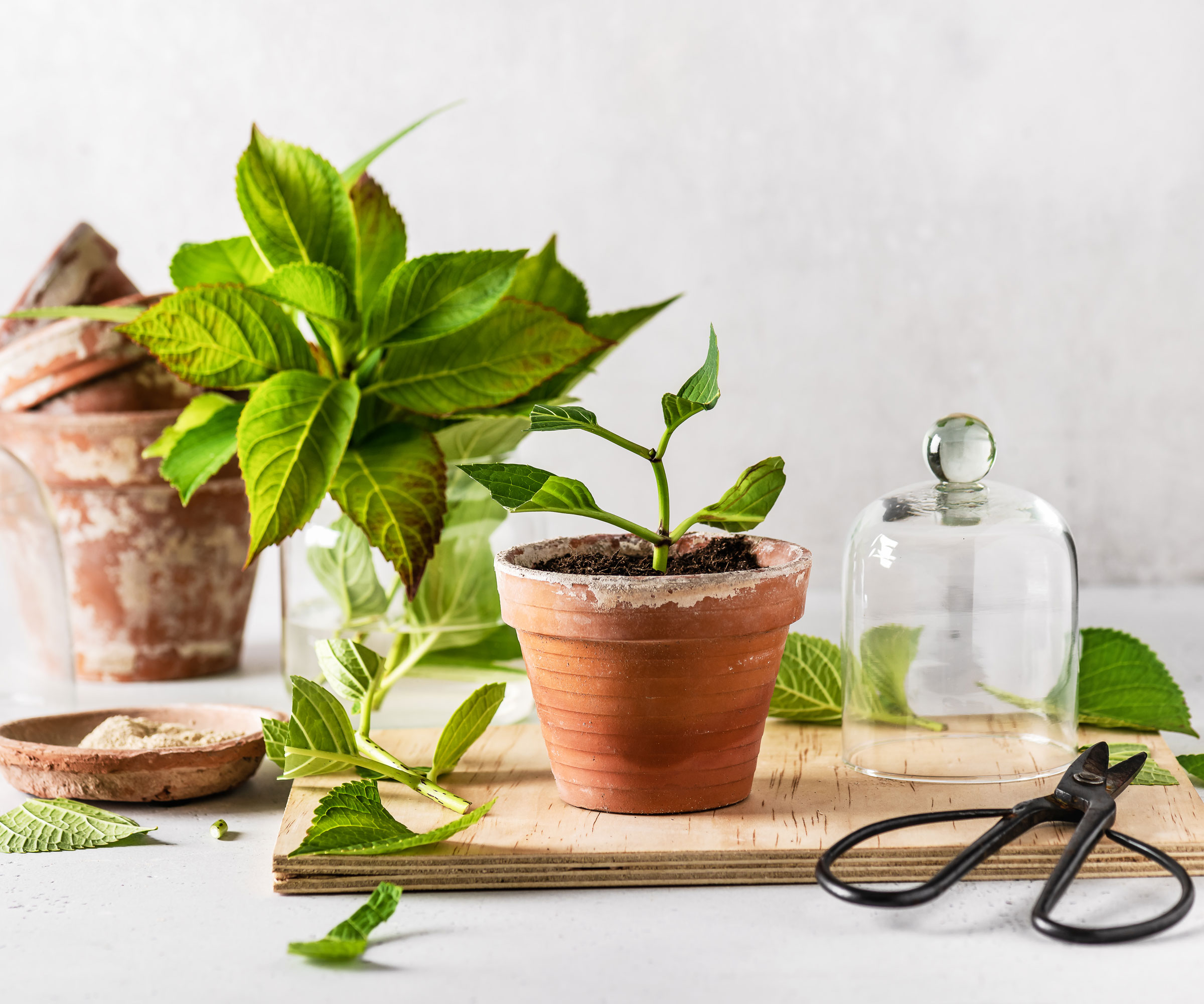 hydrangea cutting in terracotta pot with black garden scissors