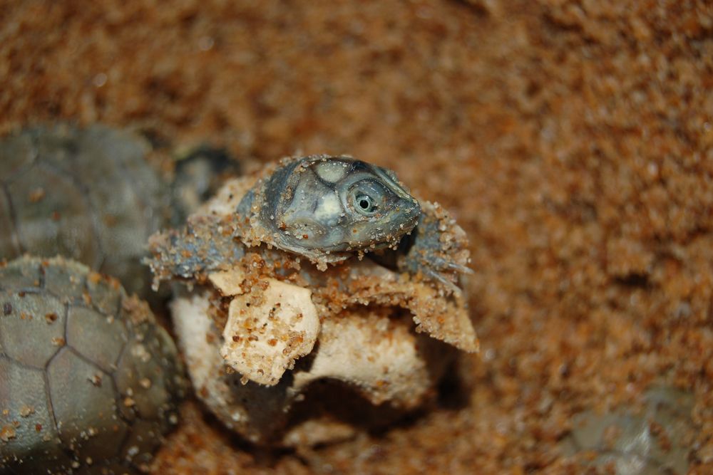 River turtle hatchling