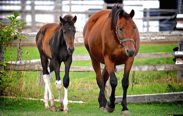 ShawFoal.jpg