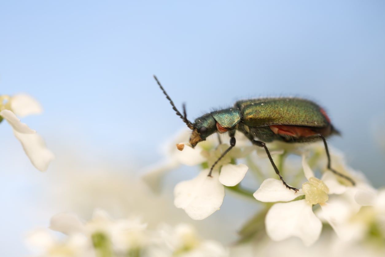 Insect On Caraway Plant