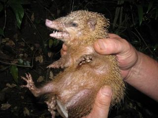 A common tenrec in a forest in Madagascar.