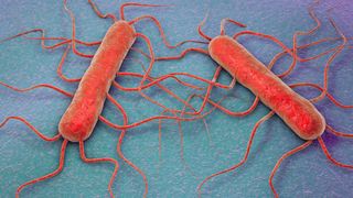 illustration of two listeria monocytogenes bacteria