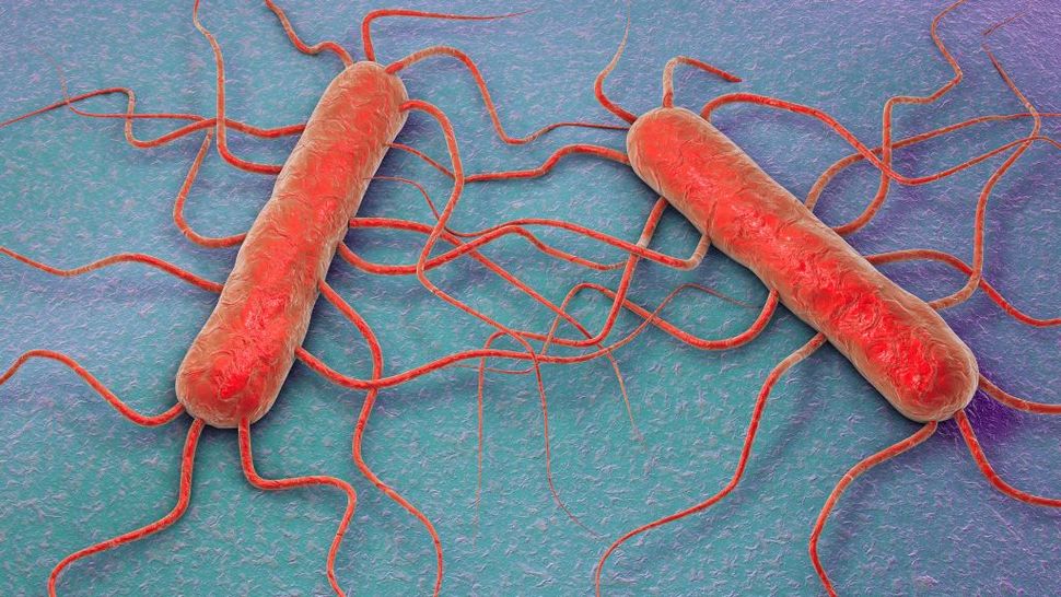 Listeria outbreak tied to 22 hospitalizations, 1 death Live Science