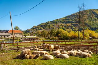 About a dozen sheep relax on grass at a farm in the countryside of Montenegro