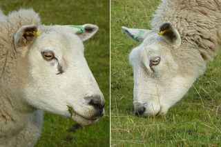To expand their field of vision, sheep and other grazing prey animals sport horizontally elongated pupils.