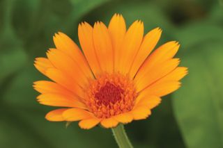 how to grow marigolds: the orange flowers add a splash of colour