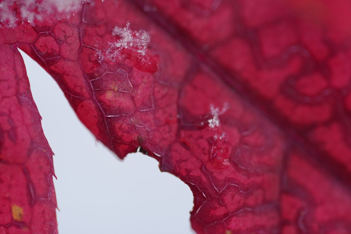 A snowy fall photograph taken with the Sony FE 100mm f/2.8 Macro GM OSS