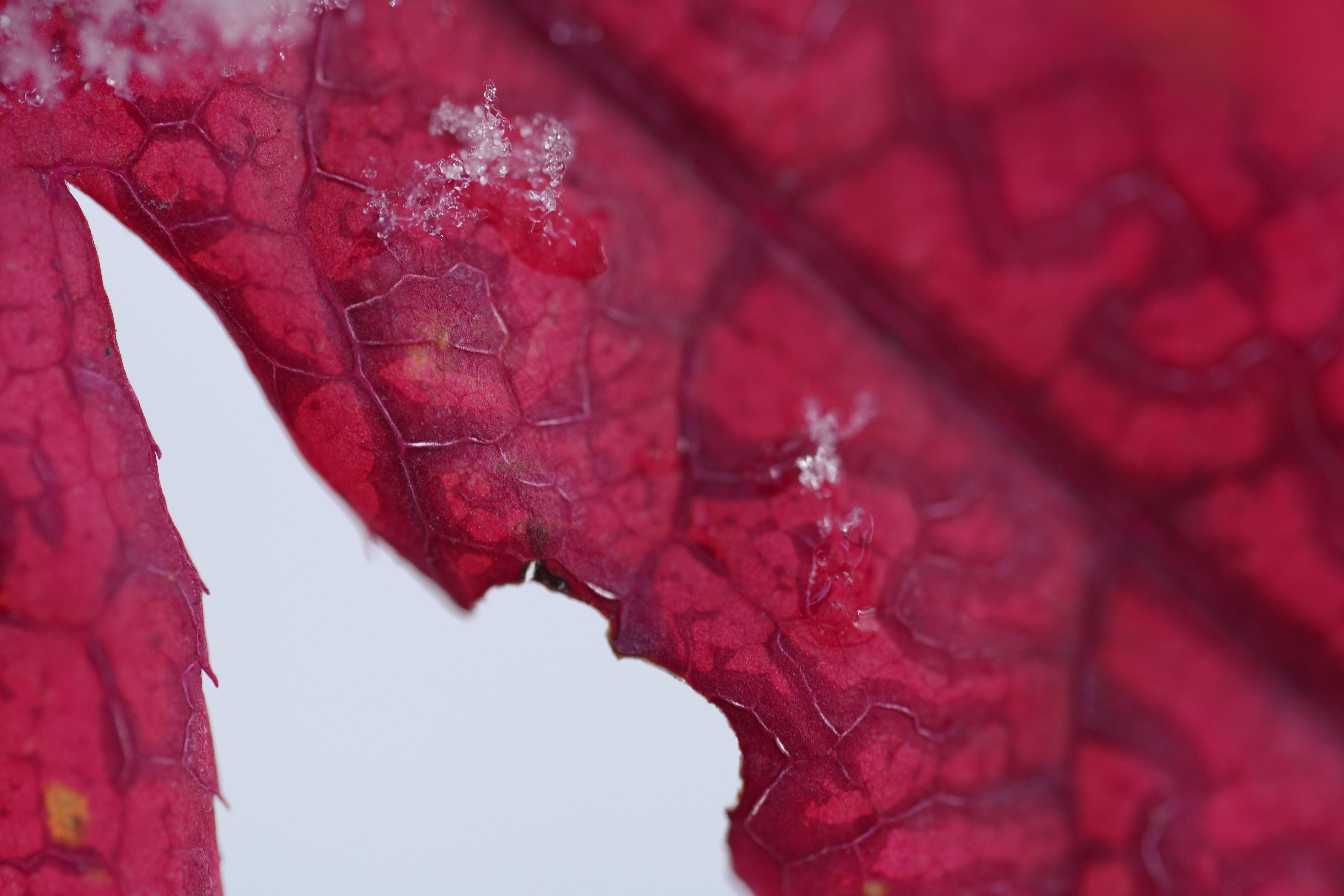 A snowy fall photograph taken with the Sony FE 100mm f/2.8 Macro GM OSS