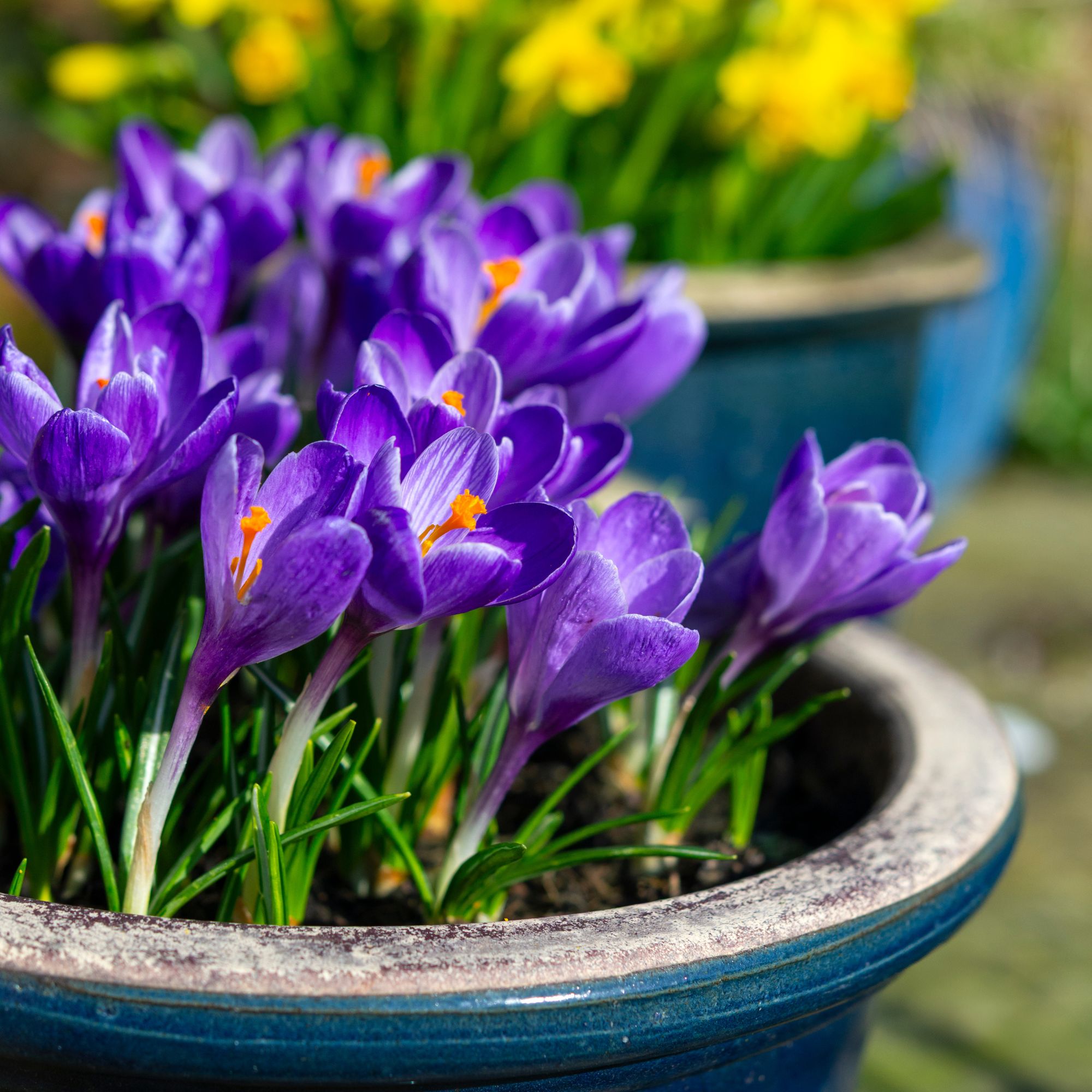 spring flowers in garden border