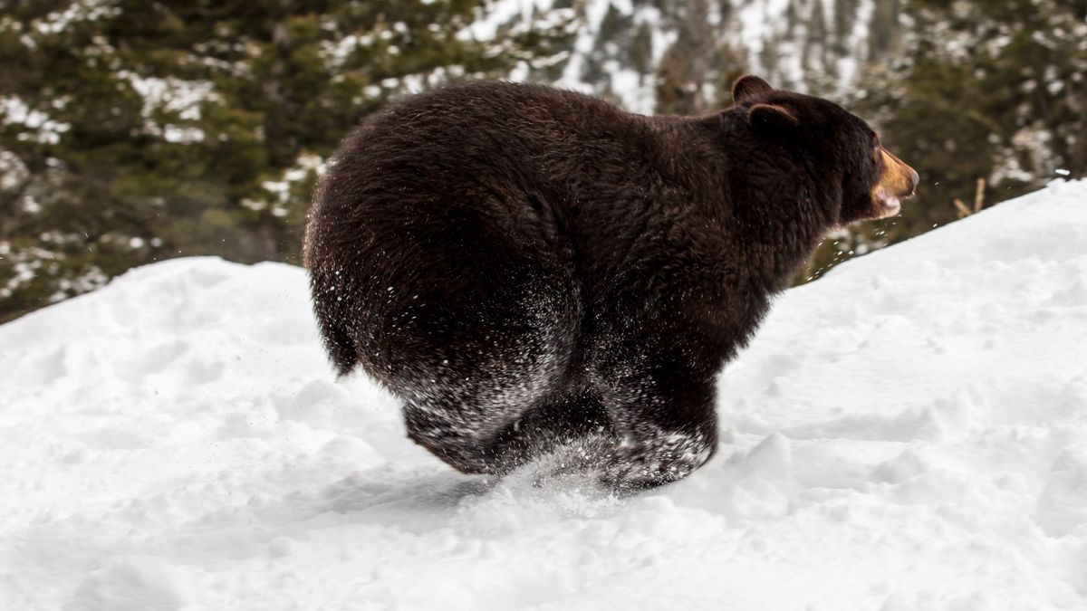 Black bear running through snow