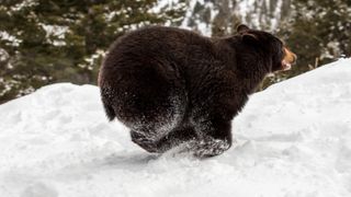 Black bear running through snow