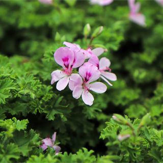 Pink citronella plant flowers amongst foliage