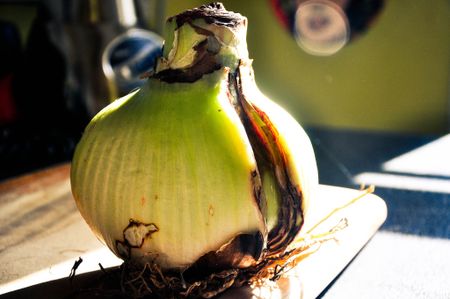 Rotted Amaryllis Bulb