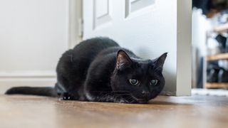 A photo of a black cat taken with the Sony a6600