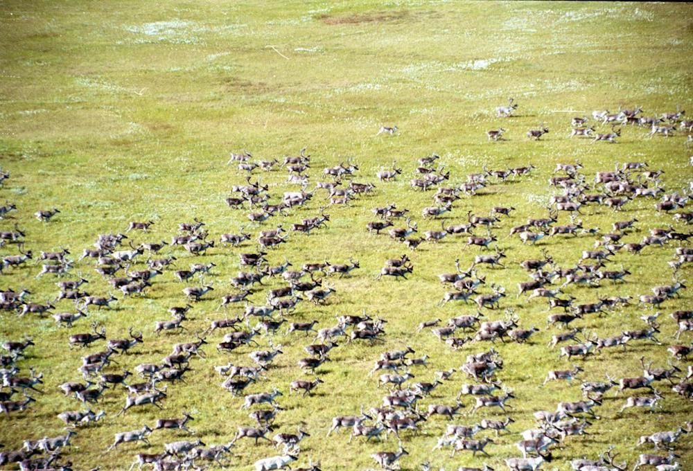 Taimyr Reindeer