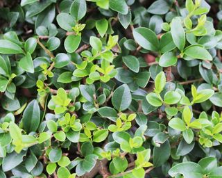 Ligustrum delavayanum evergreen shrub good as a plant for topiary