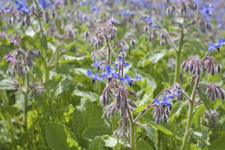 Borage Crops