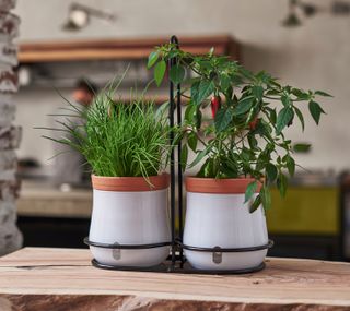 Top five self watering planters