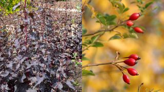 picture of Red Orache and rose hips