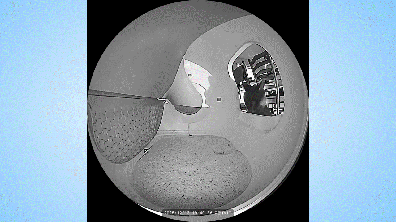 Cat using Petkit Purobot Max Pro 2.