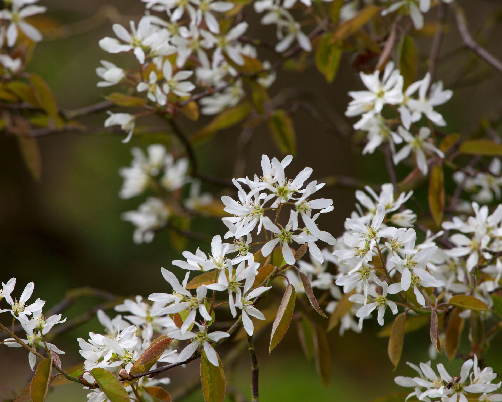 Best trees to grow in pots: 15 beautiful compact varieties | Homes ...