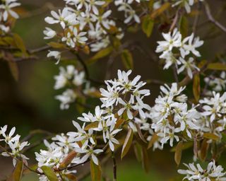 amelanchier which can be planted as a bare root tree