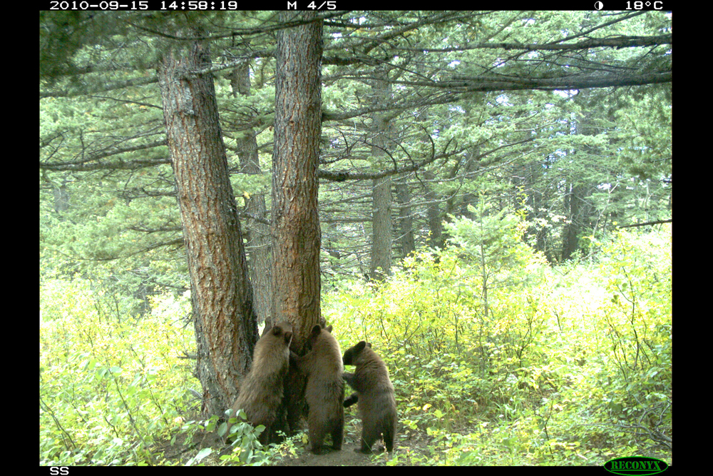 Waterton Lakes National park, conservation