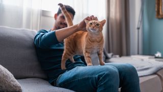 Young man sitting on a gray sofa caresses the head of a ginger tabby cat