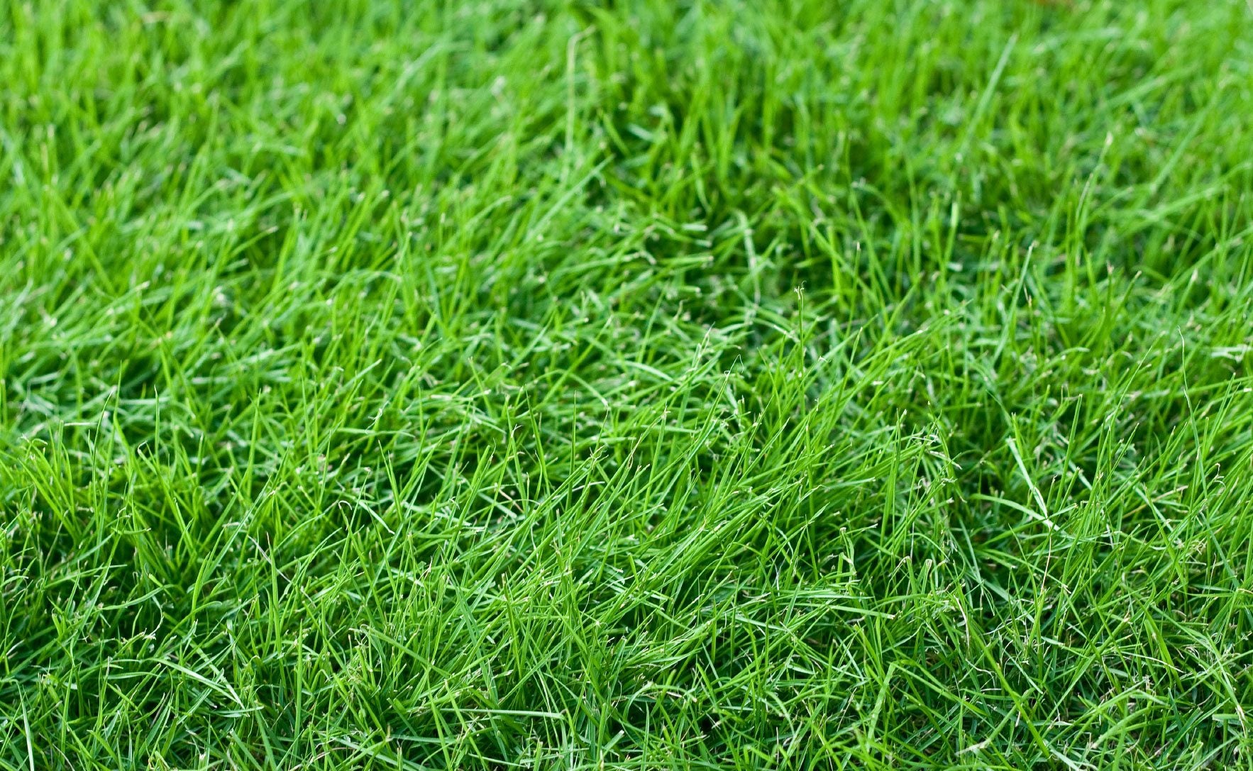 No mow lawn online grass