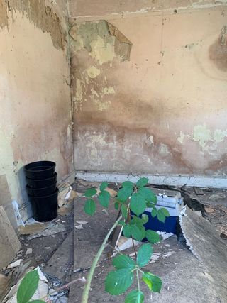 A cracked wall with damp and a plant growing inside the cracked floors inside the home