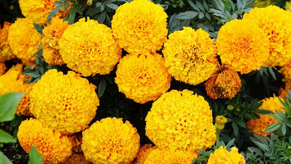 large cluster of bright yellow marigold blooms 