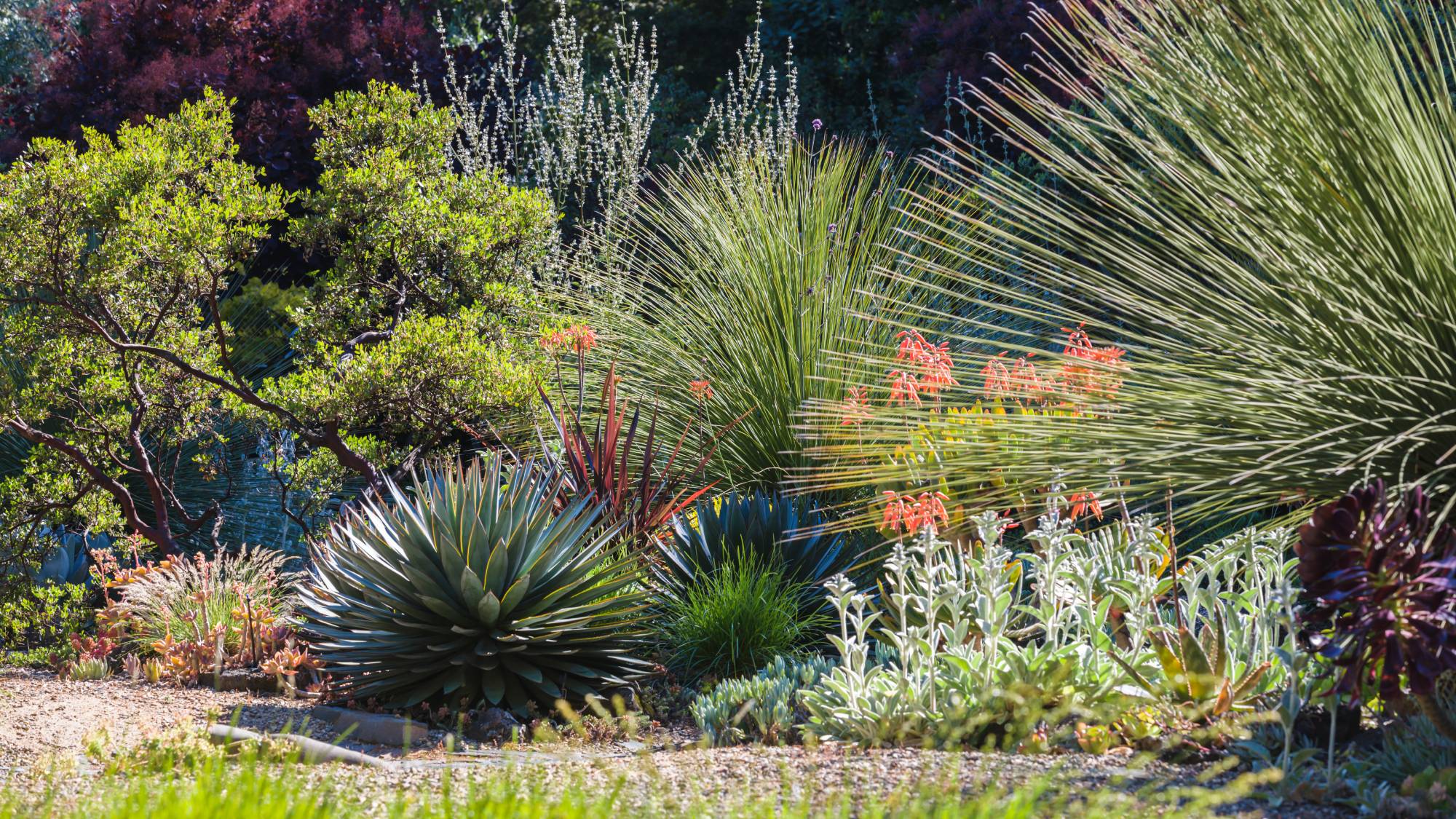 Drought-tolerant plantings in California