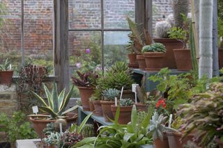 greenhouse gardening plants