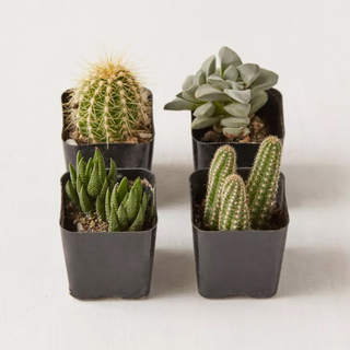 A set of 4 succulents and cacti