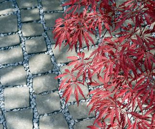 Japanese maple leaves over a stone and gravel patio