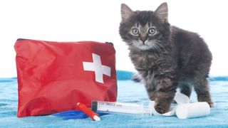 Kitten with first aid kit