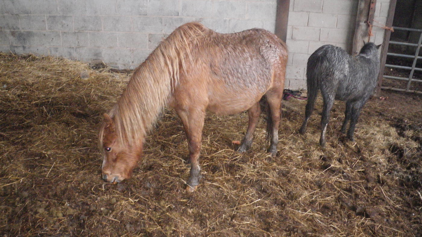 RSPCA-Hinde-case.jpg